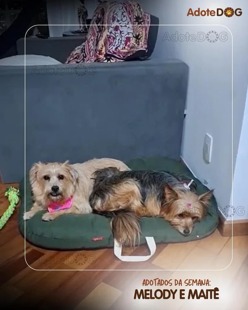 Melody e Maitê descansando na caminha, já em casa